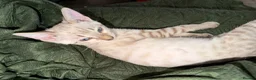 Bengal cats for sale:  Snow Lynx bengal  - Advert 1