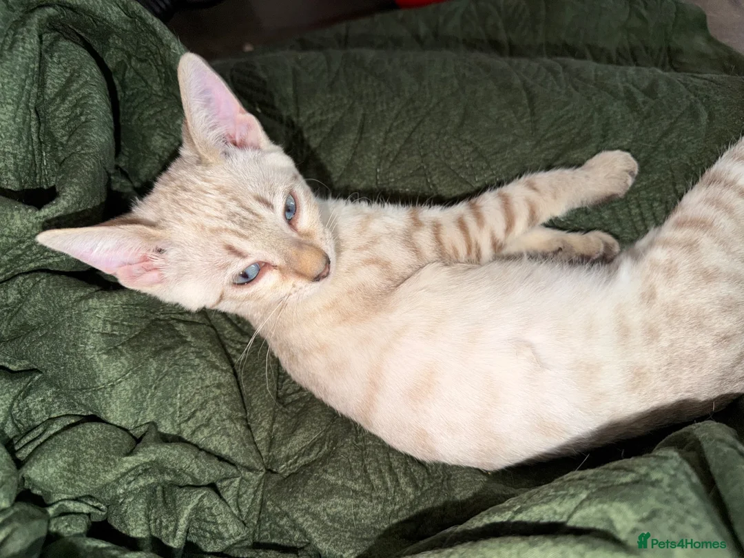 Bengal cats for sale:  Snow Lynx bengal  - Advert 1
