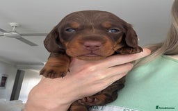 Miniature Dachshund dogs for sale: Of 5 purebred Miniature Dachshund - Image 7