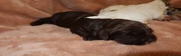 Cocker Spaniel dogs for sale: Working cocker spaniel puppies  - Advert 31