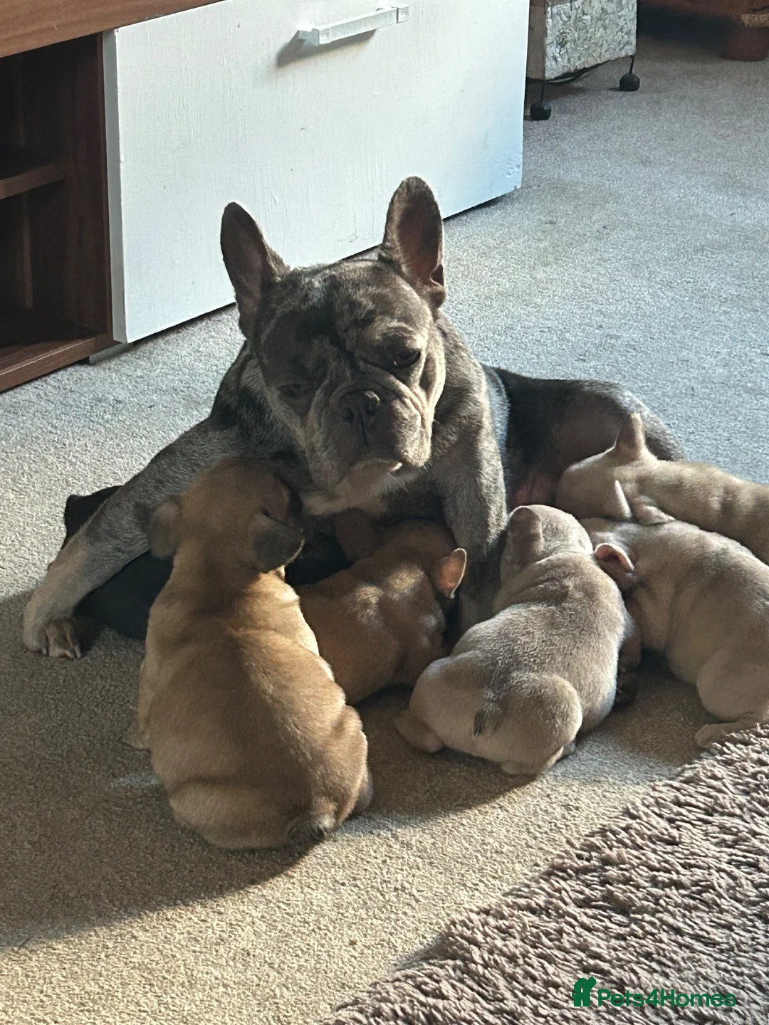 French Bulldog dogs for sale: Last two females left ready now - Advert 1