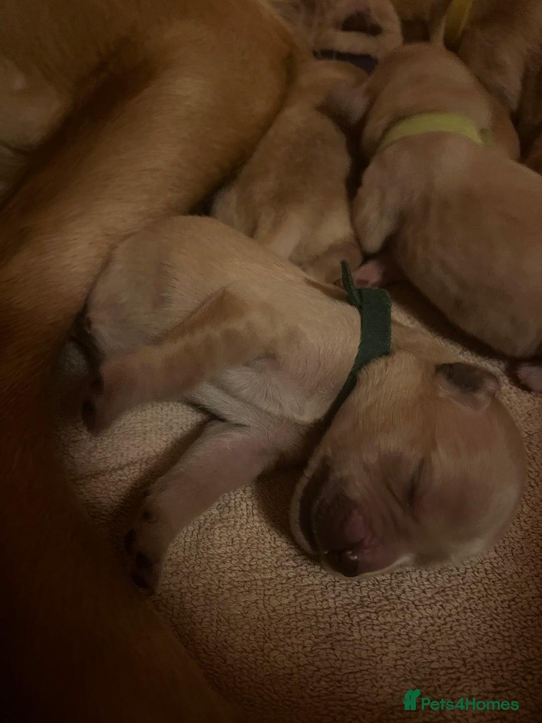 Golden Retriever dogs for sale: LITTLE BUNS - Advert 17