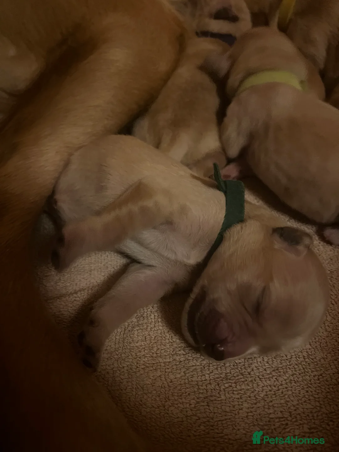 Golden Retriever dogs for sale: LITTLE BUNS - Advert 15