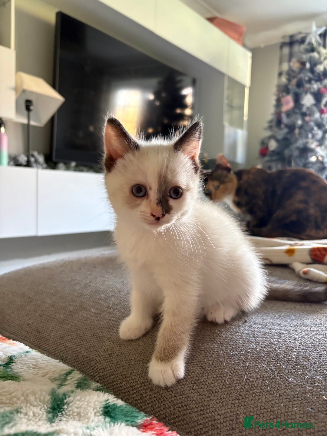 RagaMuffin cats for sale: Beautiful Ragamuffin Kittens Ready December 24th   - Advert 1