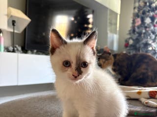 RagaMuffin cats Beautiful Ragamuffin Kittens Ready December 24th - Advert 2