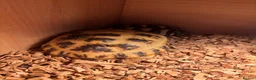 Tortoise reptiles for sale: 2 available  - Advert 2