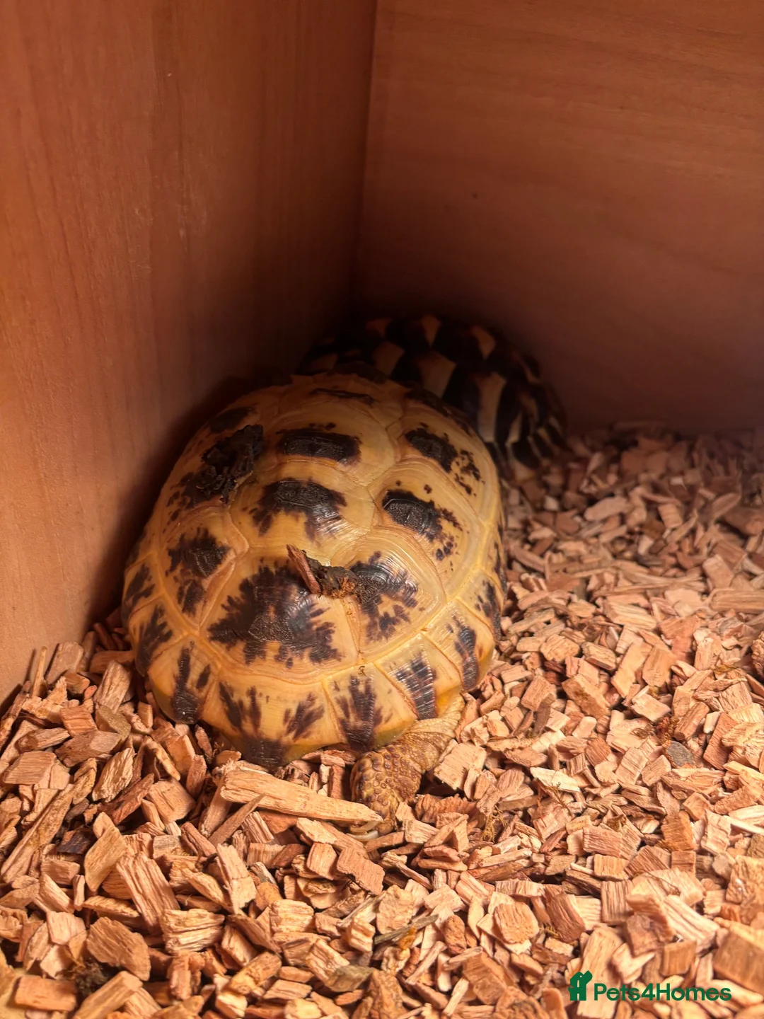 Tortoise reptiles for sale: 2 available  - Advert 2
