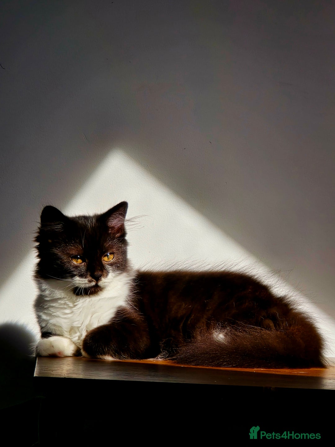 British Longhair cats for sale: British Long Hair Male kittens ( only 1 left) - Advert 4