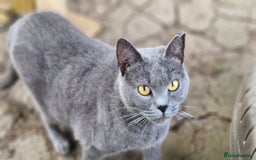 Chartreux cats for sale: Chartreux adult mum and daughter  - Image 2