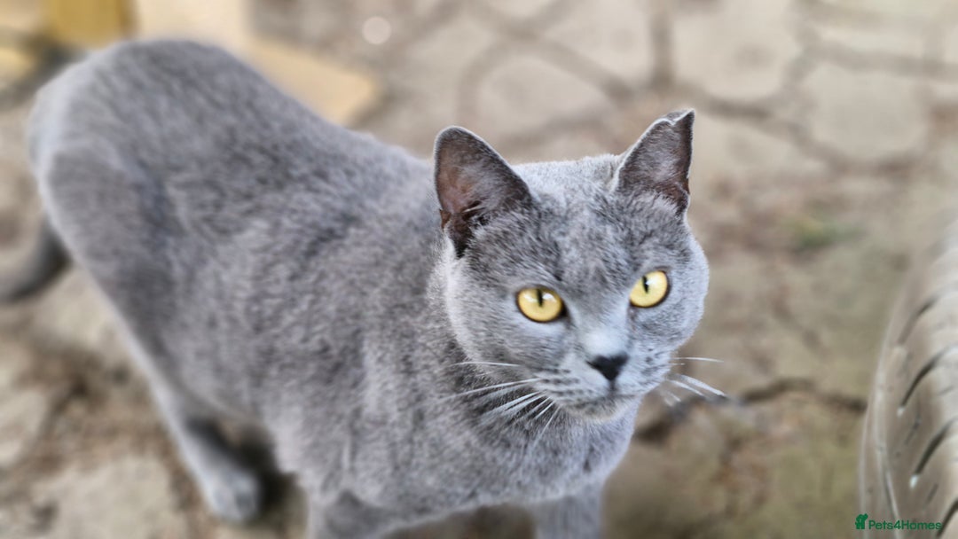 Chartreux cats for sale: Chartreux adult mum and daughter  - Image 2