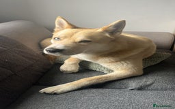 Huskita dogs for sale: Ad for joint owner. No £75 cost. Live local to FK  - Image 6