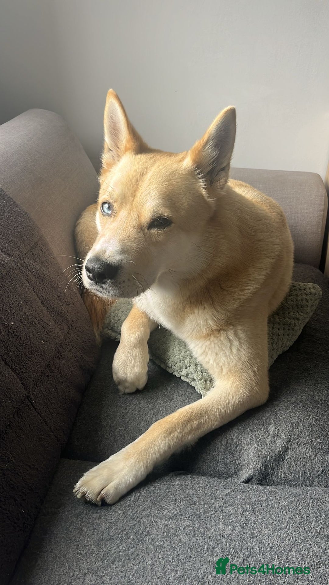 Huskita dogs for sale: Ad for joint owner. No £75 cost. Live local to FK  - Image 6