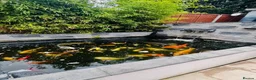 Koi Carp fish for sale: Various Koi Carp & Gold fish for sale in Leicester - Advert 1