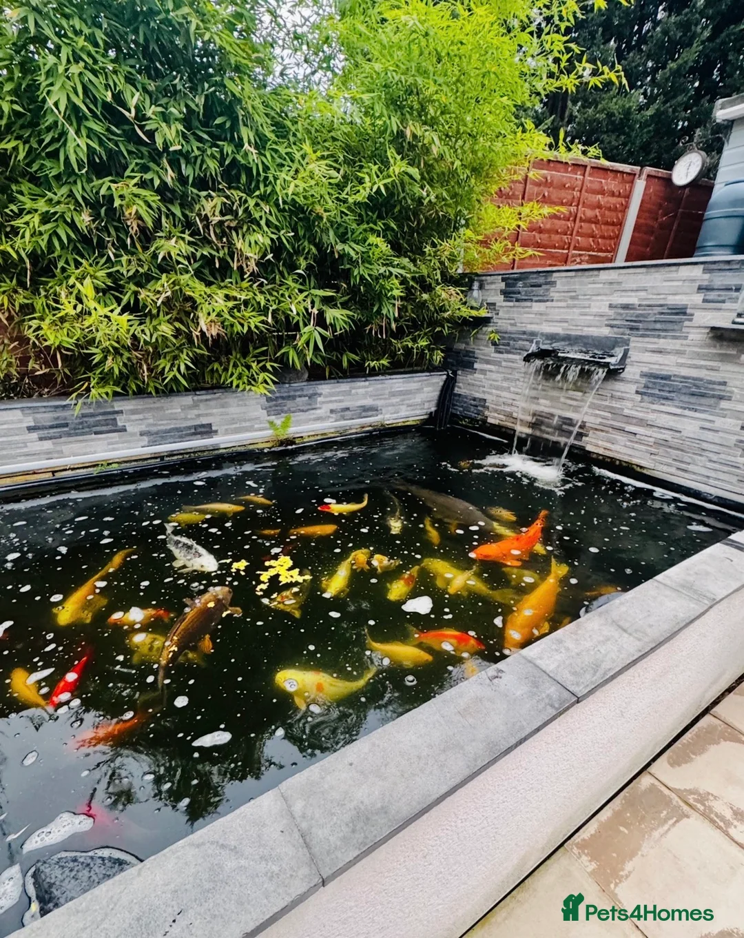 Koi Carp fish for sale: Various Koi Carp & Gold fish for sale in Leicester - Advert 1