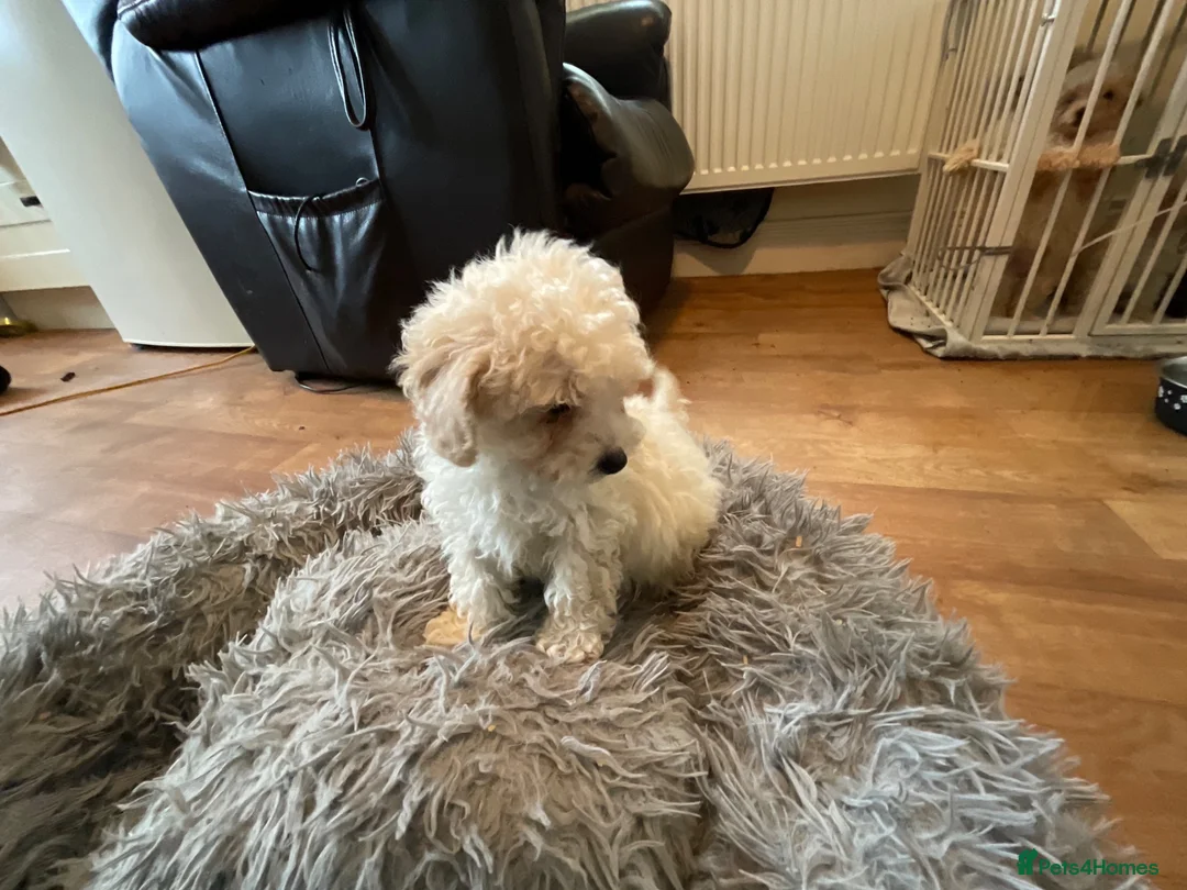 Toy Poodle dogs for sale: Toy poodle pups - Advert 2