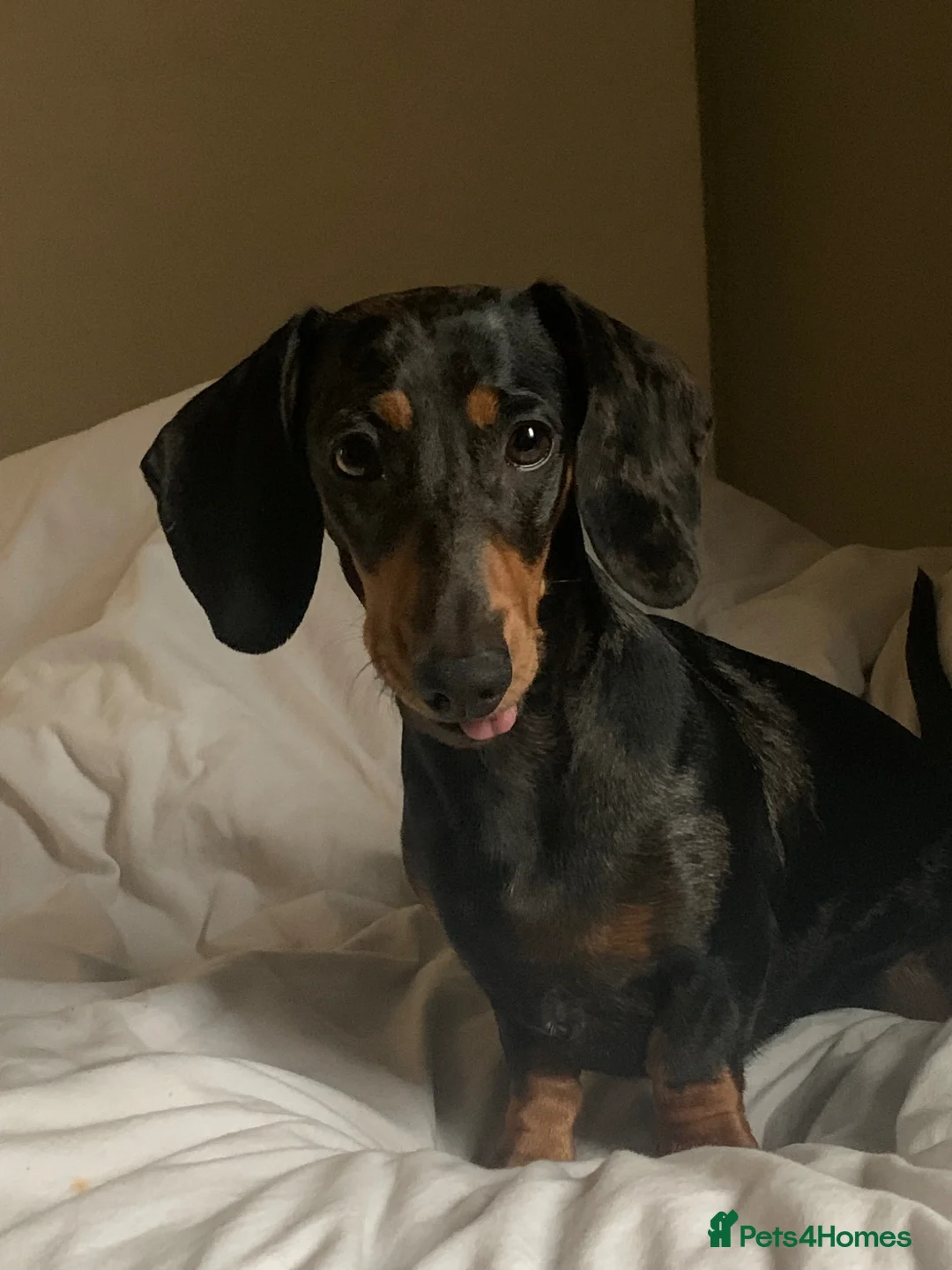 Miniature Dachshund dogs for sale: Miniature dachshund puppies just been born🐶 in Bury - Advert 1