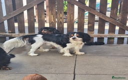 Cavalier King Charles Spaniel dogs for stud: Tri colour stud dog  - Image 1