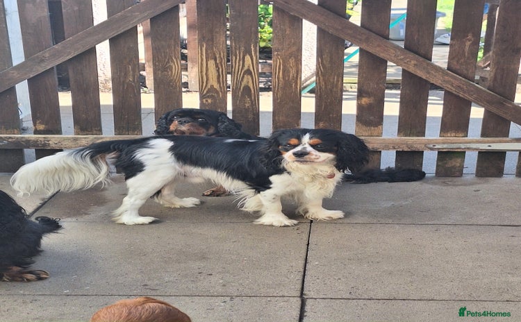 Cavalier King Charles Spaniel dogs - Advert 4