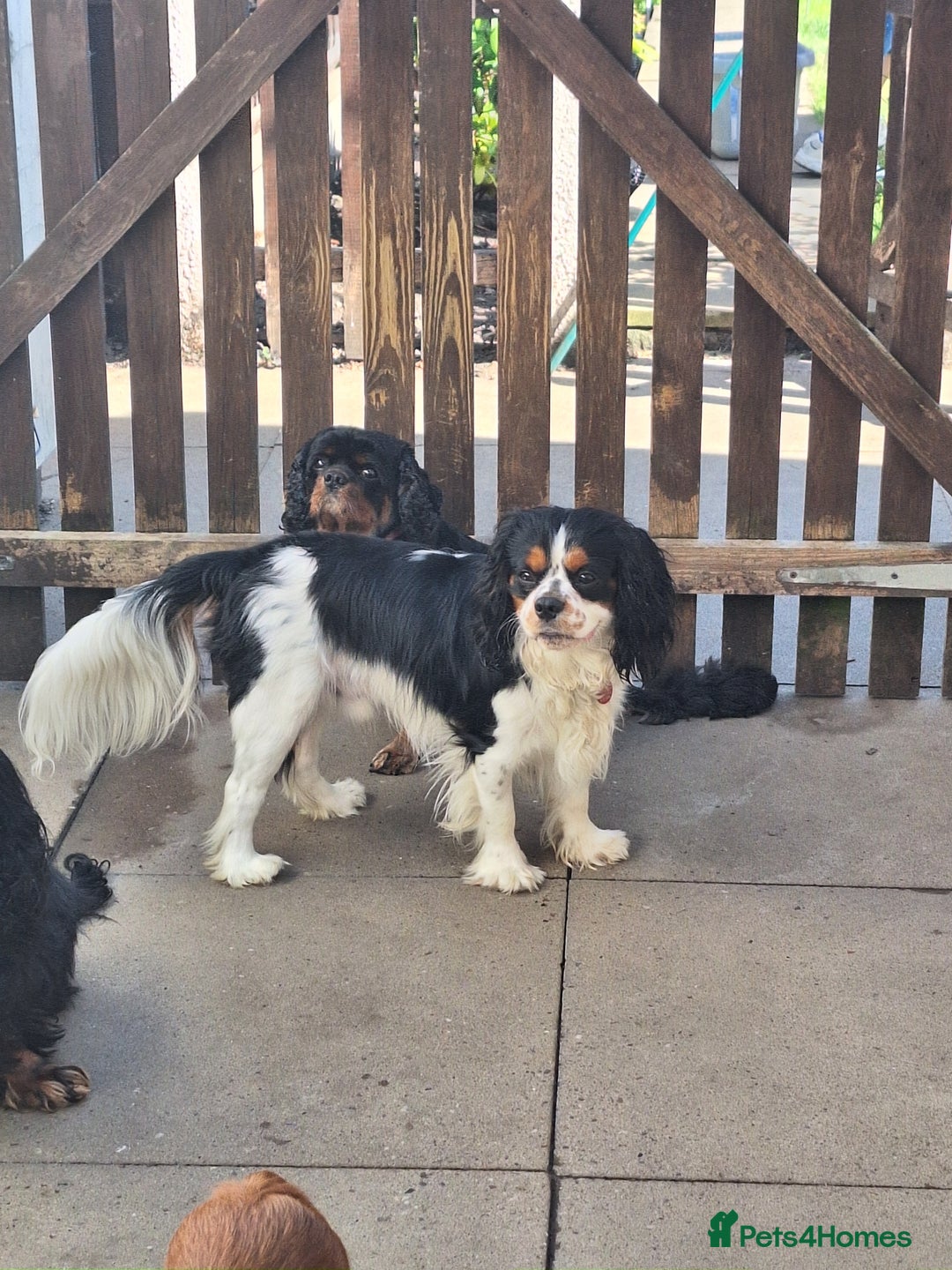 Cavalier King Charles Spaniel dogs for stud: Tri colour stud dog  - Image 1