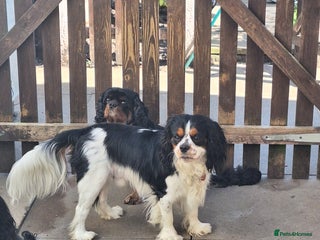 Cavalier King Charles Spaniel dogs - Advert 19