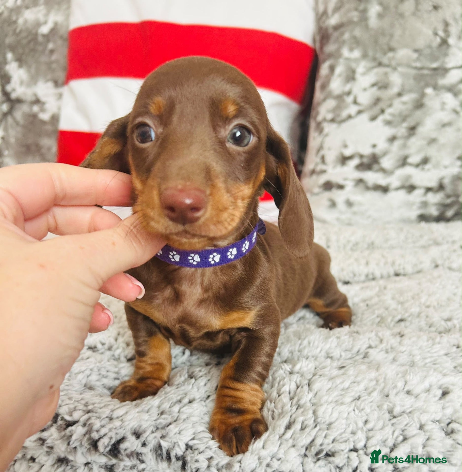 Miniature Dachshund dogs for sale:  dachshund puppies - Advert 3