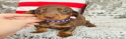 Miniature Dachshund dogs for sale: Beautiful miniature dachshund puppies - Advert 13