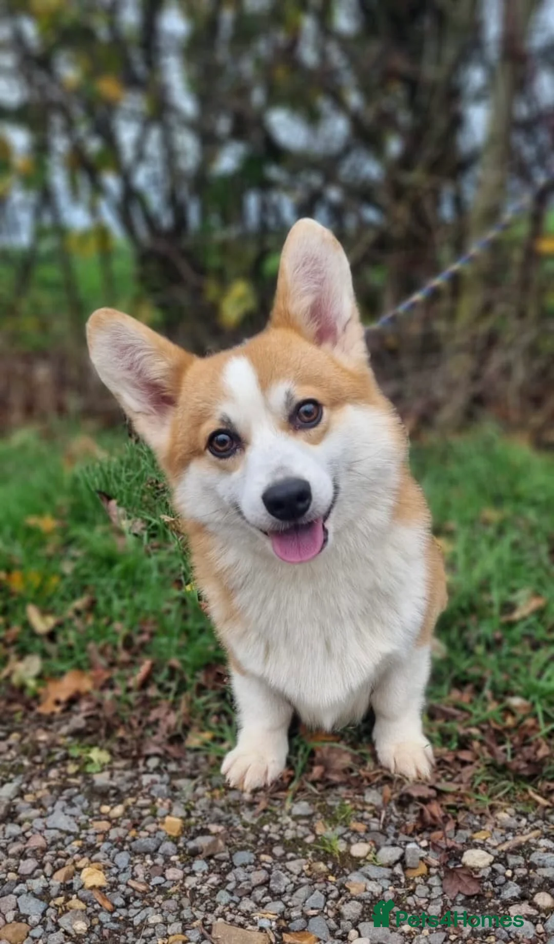 Welsh Corgi Pembroke dogs for stud: HEALTH TESTED Welsh Pembroke corgi for stud  - Advert 2