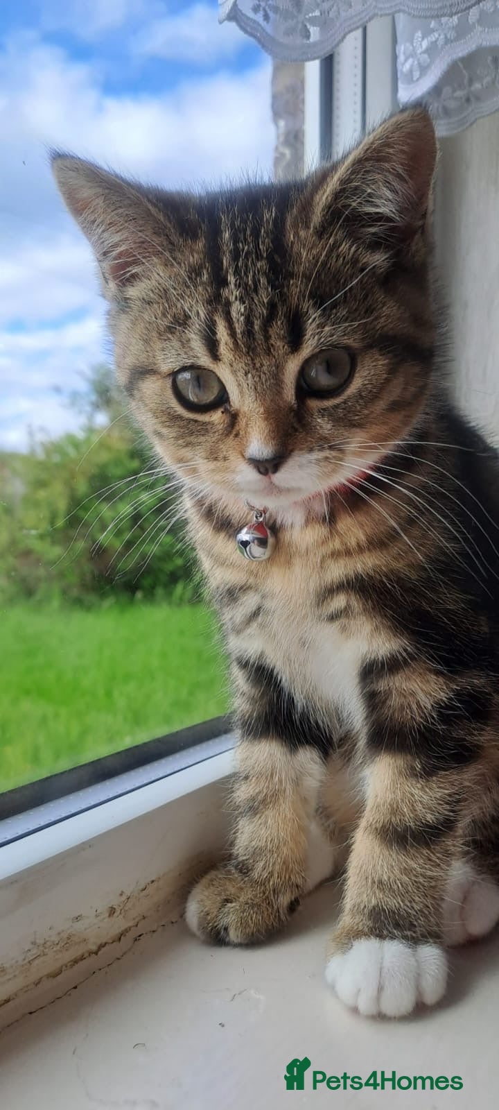 Mixed Breed cats Beautiful Bsh x Tabby Kitten mixed breed  - Advert 1