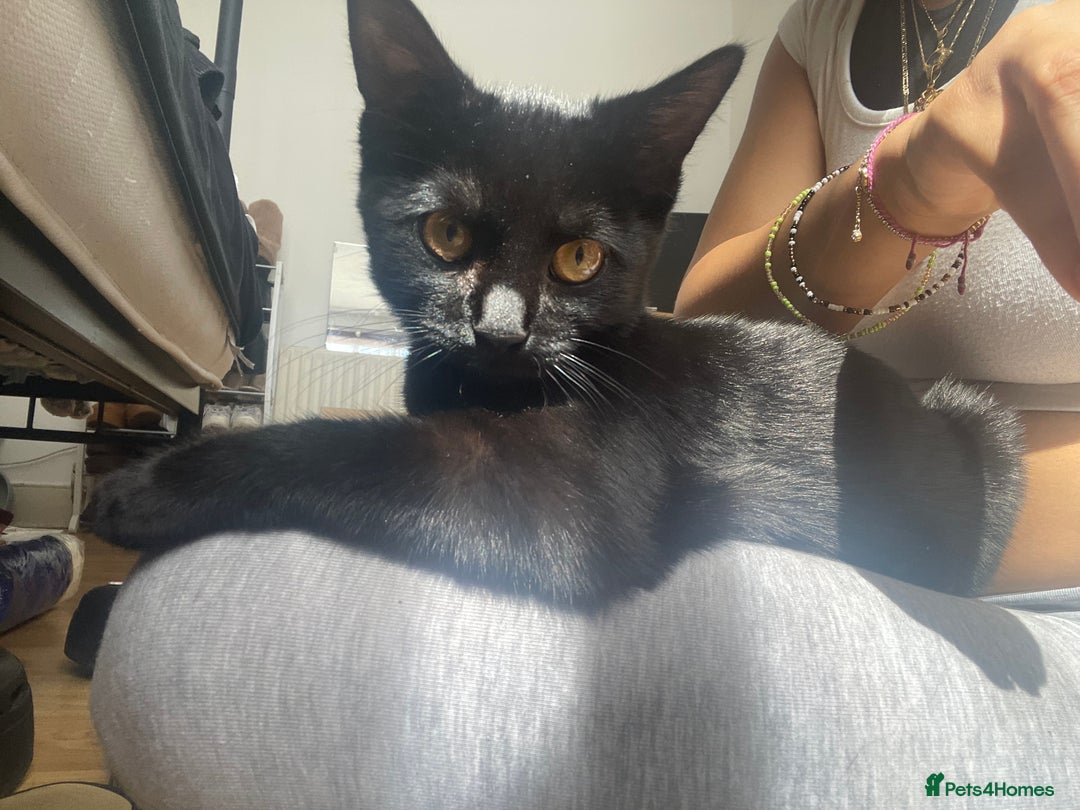 Bombay cats for sale: Baby boy kitten  - Image 3