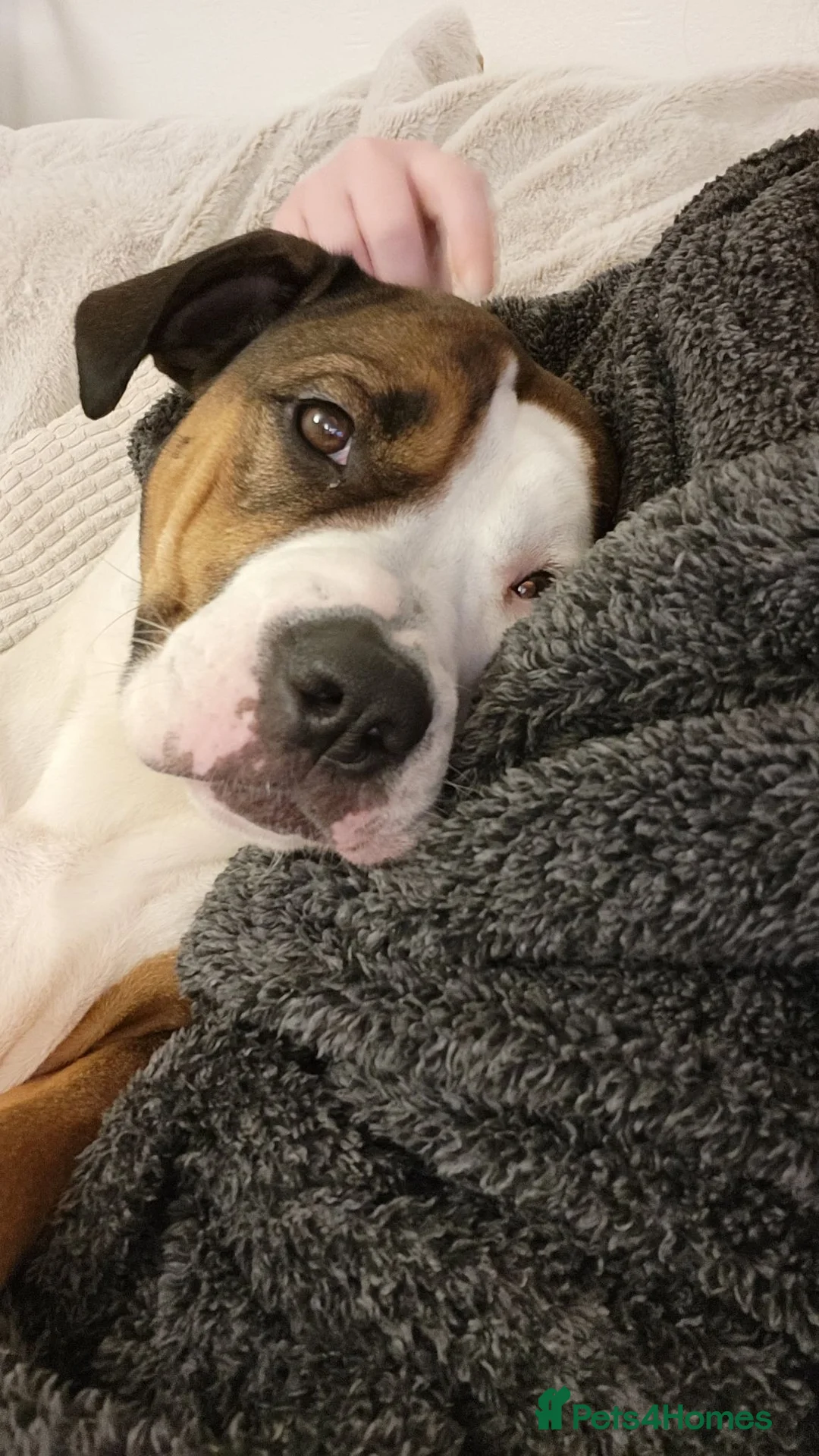 Mixed Breed dogs for sale: Looking to rehome #free# - Advert 9