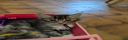Maine Coon cats for sale: Ragdoll and Mane Clone mix parent  in Perth - Advert 11