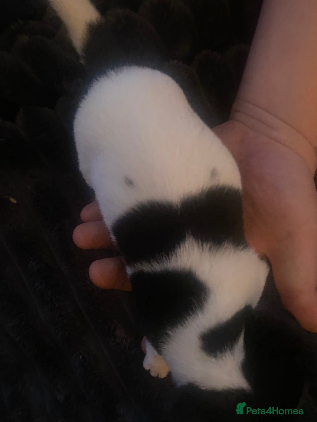 Jack Russell dogs for sale: Jack Russel’s puppies - Image 5