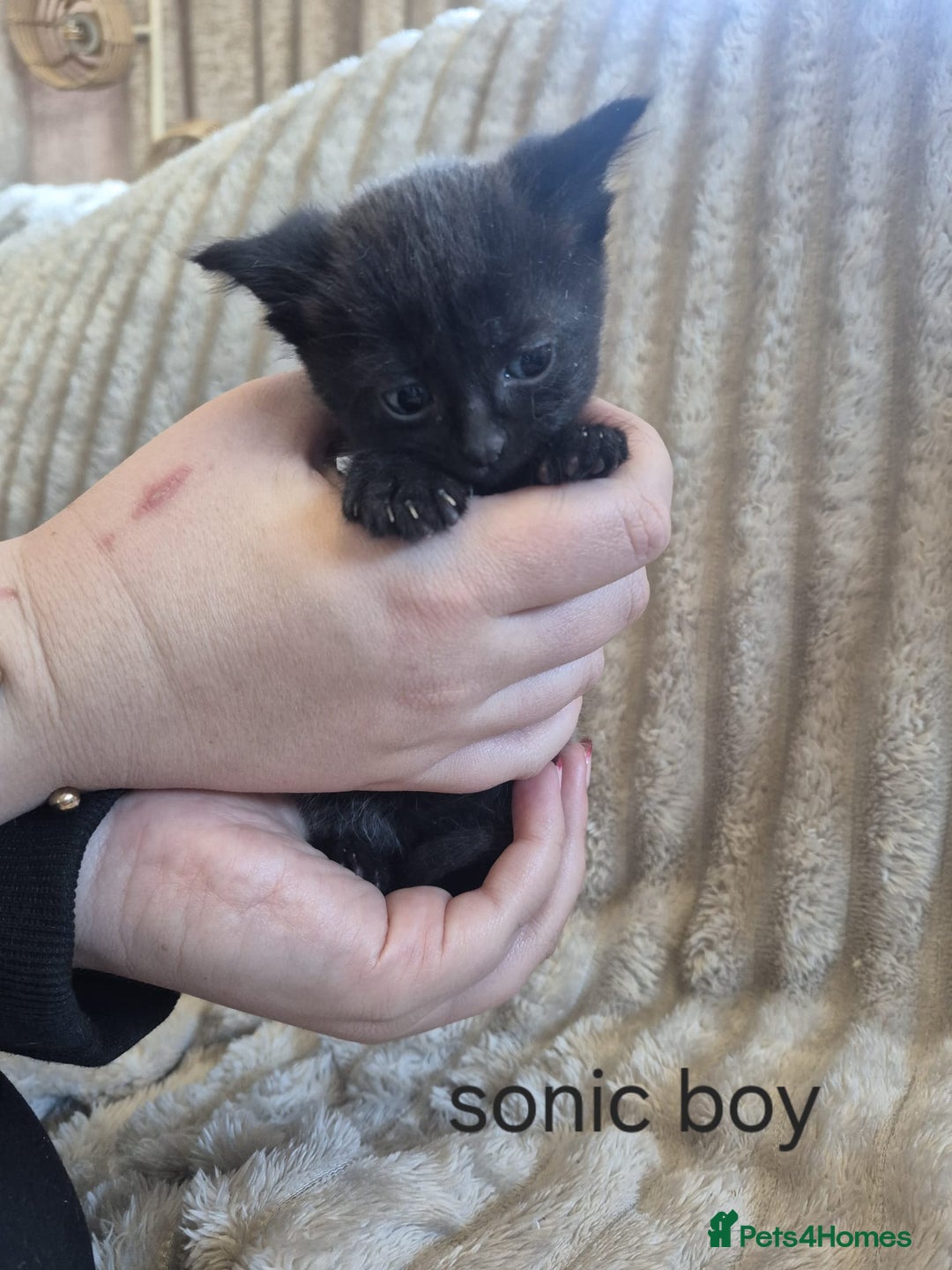 Mixed Breed cats for sale: Unusual litter for sale. 3 LEFT - Advert 9