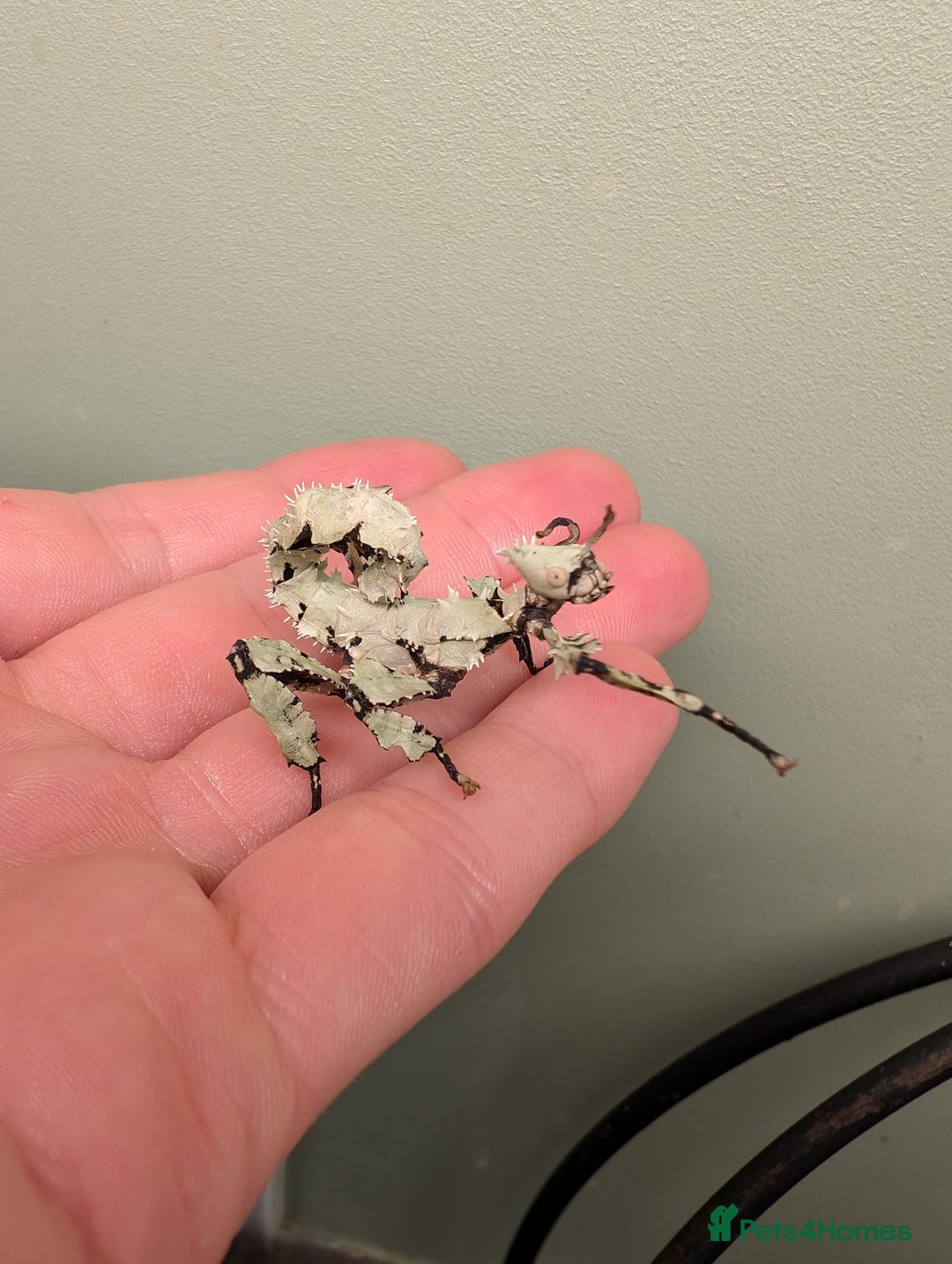 Stick Insects invertebrates for sale: Macleay's/ giant pricklies (Extatosoma tiaratum) - Image 9