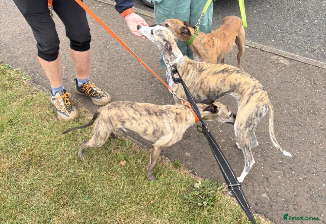 Whippet dogs for sale: 6x full breed pure whippet pedigree female pups - Image 7