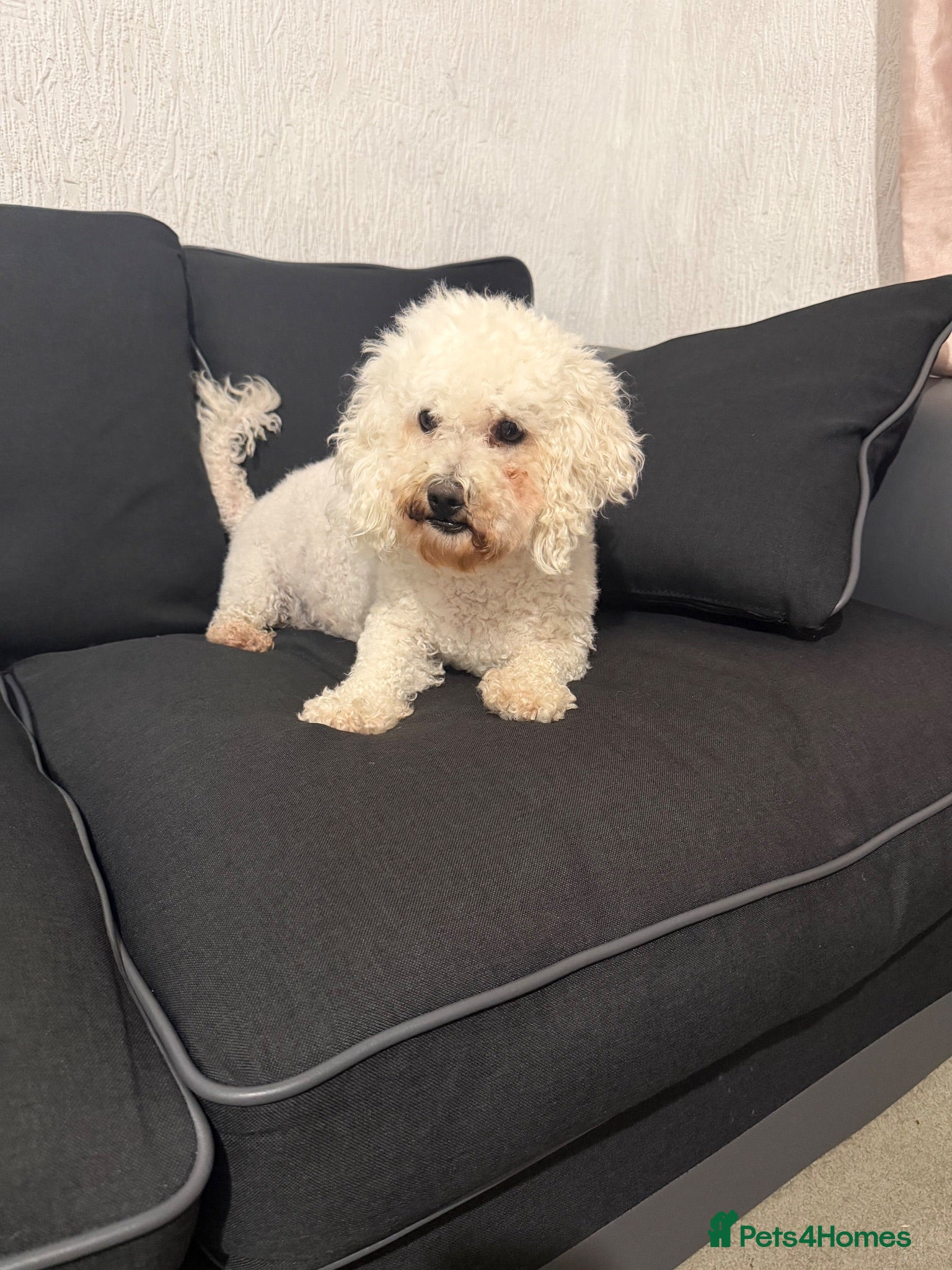 Bichon Frise dogs Bella bichon frise looking for her  - Advert 1