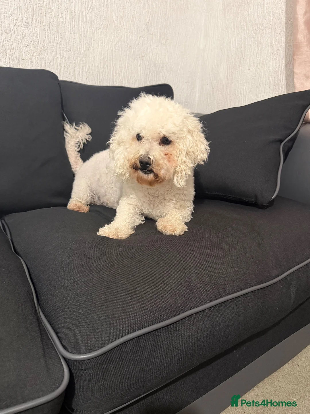 Bichon Frise dogs for sale: Bella bichon frise looking for her  - Advert 1