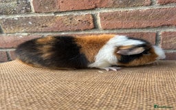 Guinea Pig rodents for sale: Two handsome boys (reserve) - Image 3