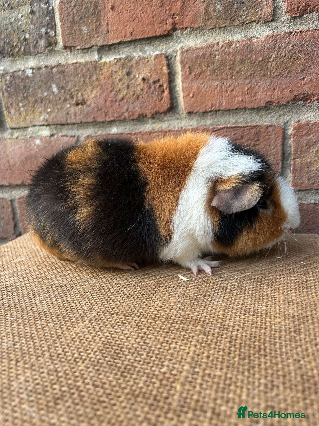 Guinea Pig rodents for sale: Two handsome boys (reserve) - Image 3