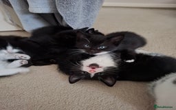 Mixed Breed cats for sale: seven funny kittens - Image 20