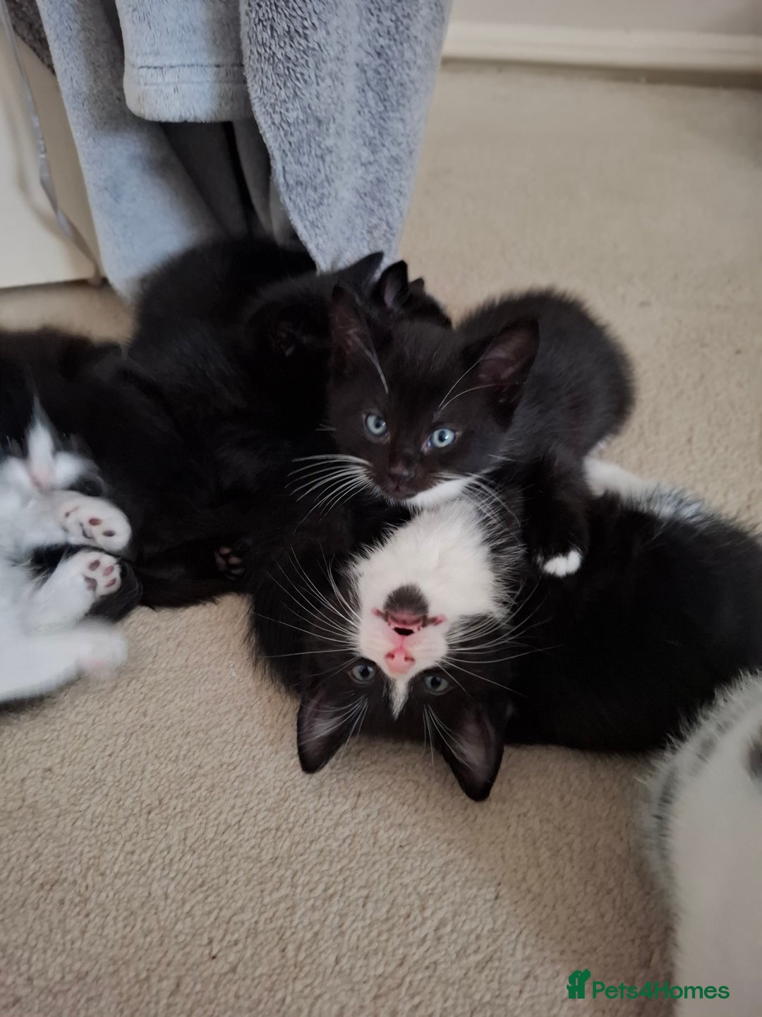 Mixed Breed cats for sale: seven funny kittens - Image 20