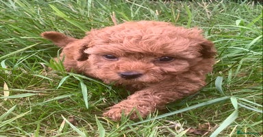 Toy Poodle dogs - Advert 16