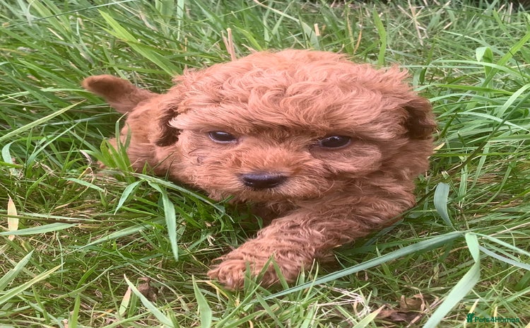 Toy Poodle dogs - Advert 13