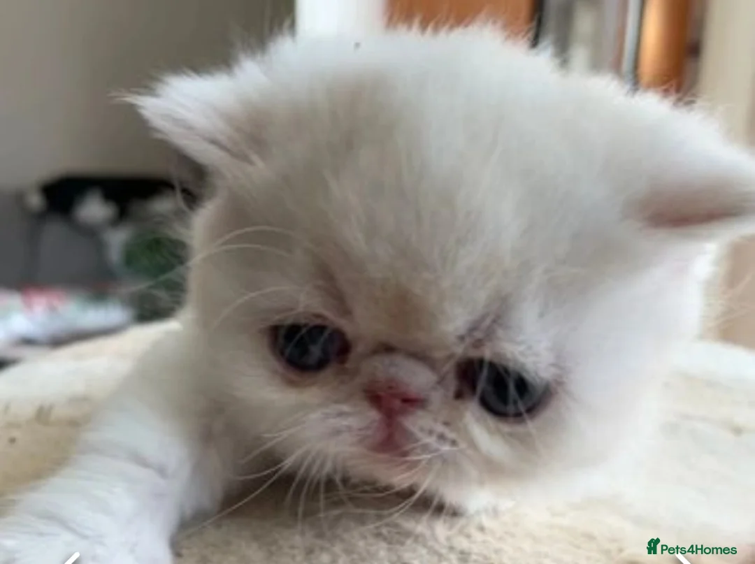 Exotic cats for stud: STUNNING EXOTIC STUD  in Barnsley - Advert 11