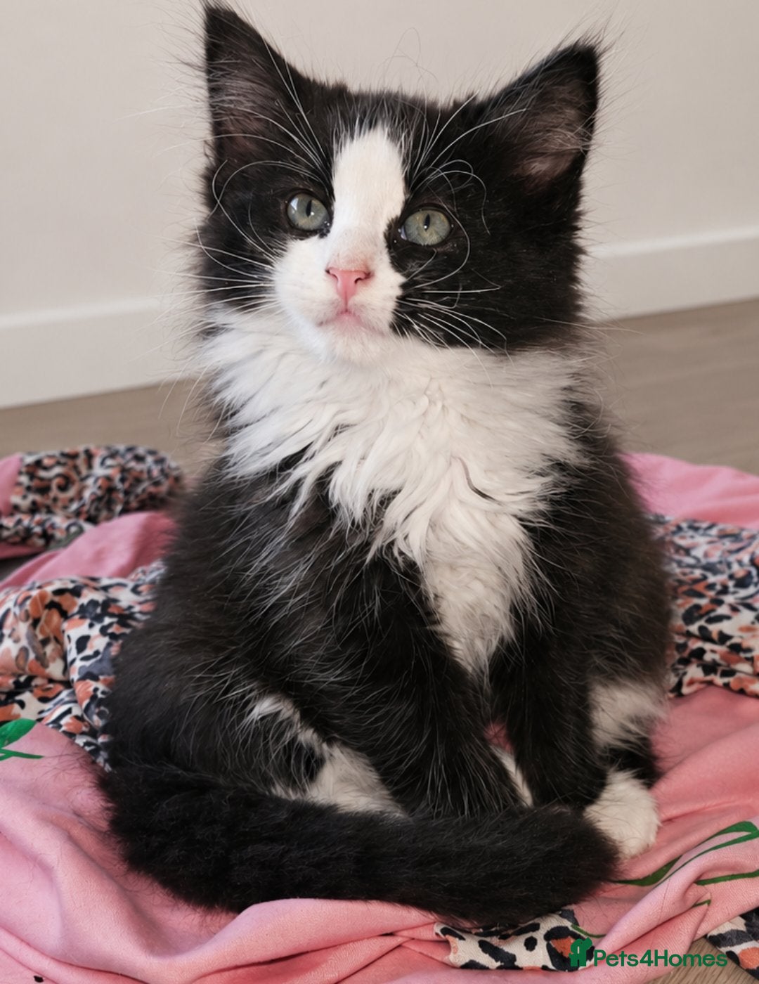 Ragcoon cats for sale: Ragcoons *dna tested parents * - Advert 21