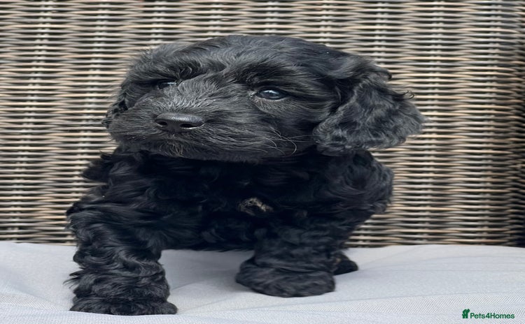 Cockapoo dogs - Advert 4