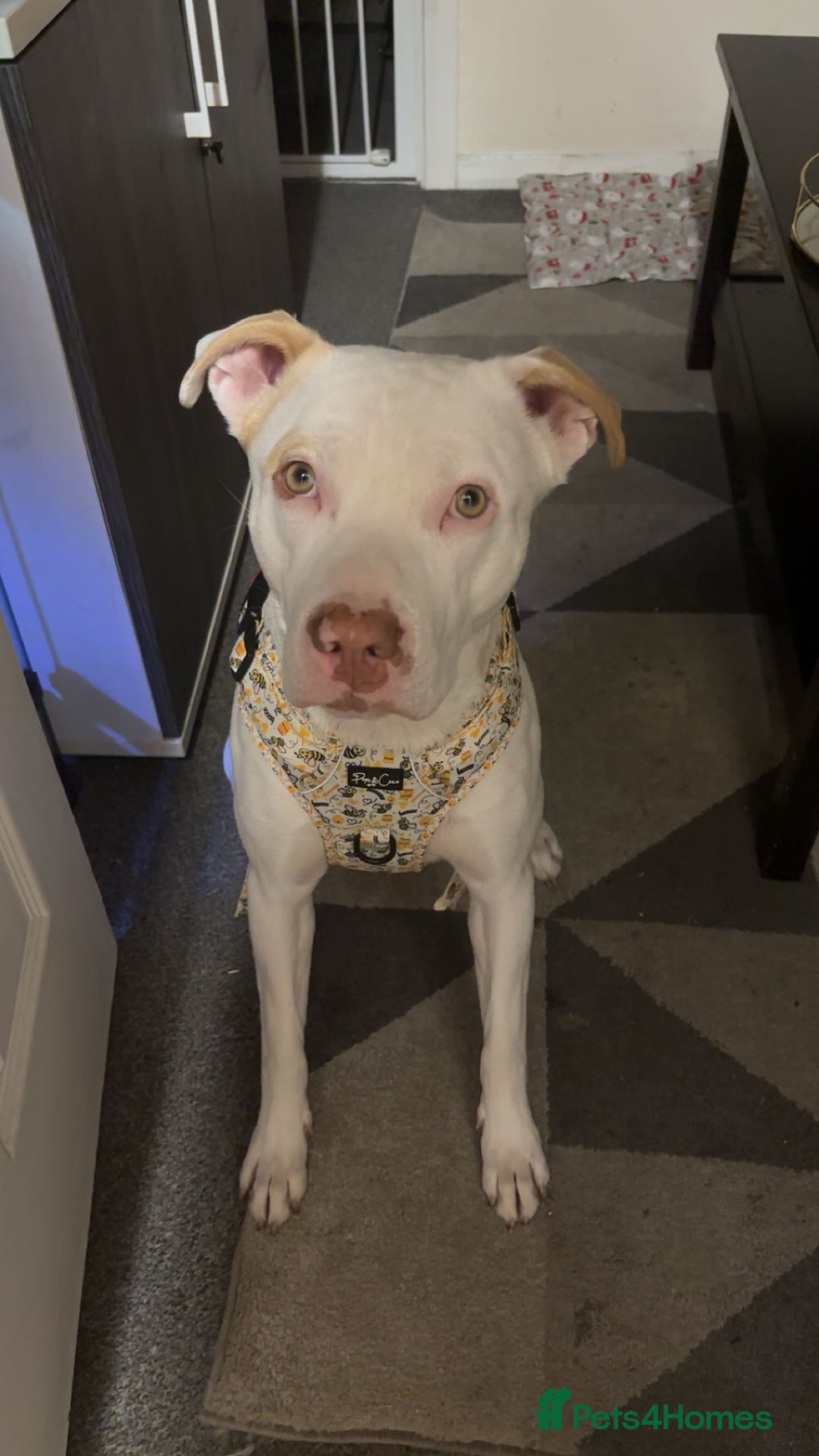 Mixed Breed dogs for sale: Marley  - Advert 1