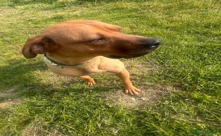 Rhodesian Ridgeback dogs - Advert 1