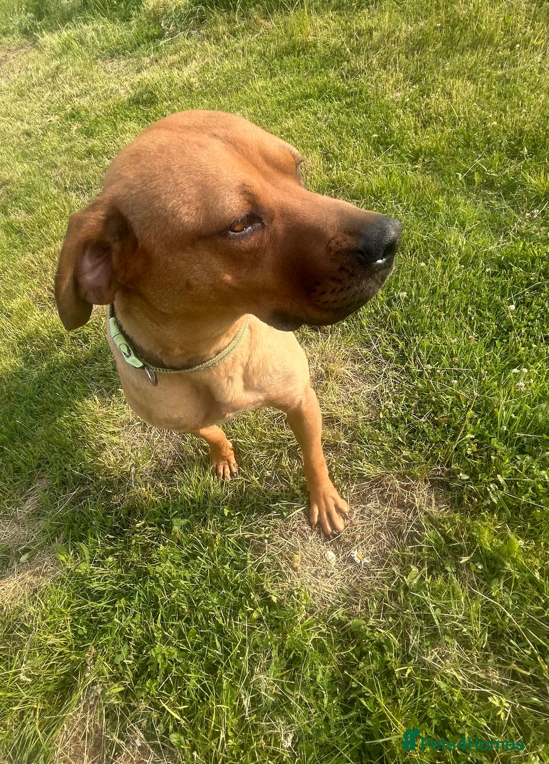 Rhodesian Ridgeback dogs for sale: Lady  - Image 1