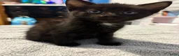 Mixed Breed cats for sale: 5 kittens for sale. prices vary..READ DESCRIPTION  - Advert 2